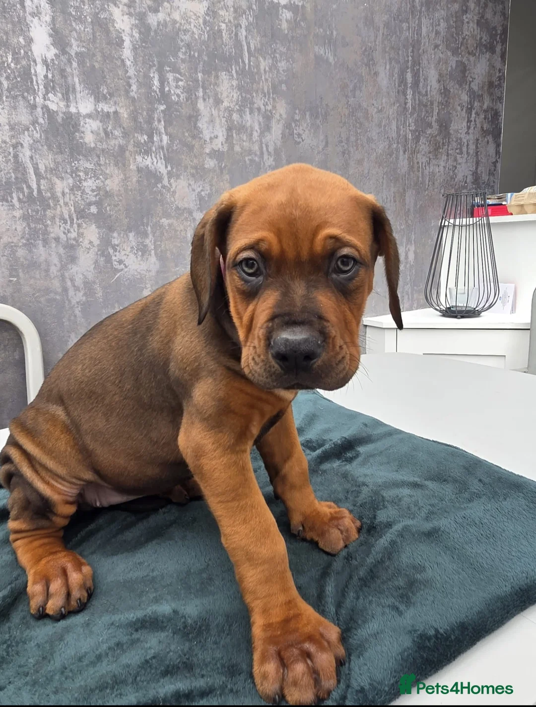 Mixed Breed dogs for sale: Dogue de bordeaux / Doberman  - Advert 2