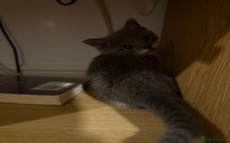 Mixed Breed cats for sale: 🤩🤩 8 beautiful babies 🤩🤩 - Image 10
