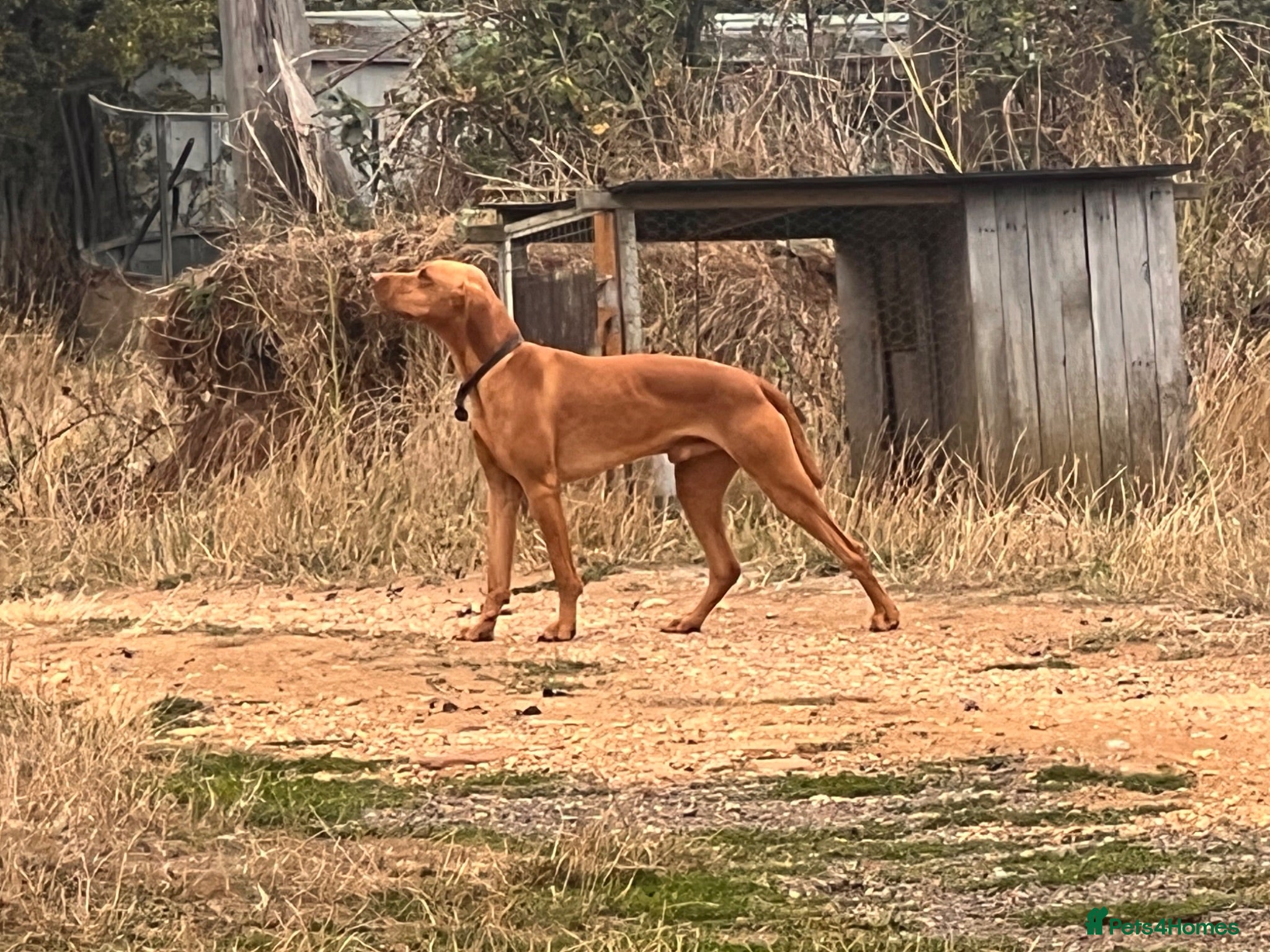 Hungarian Vizsla dogs Crufts Best in Show & Elite working Bloodlines - Advert 11