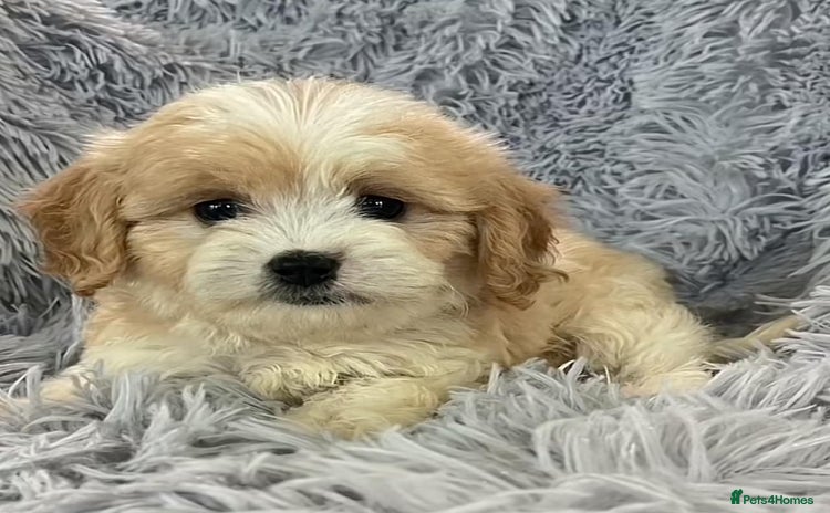 Cavapoo dogs - Advert 3