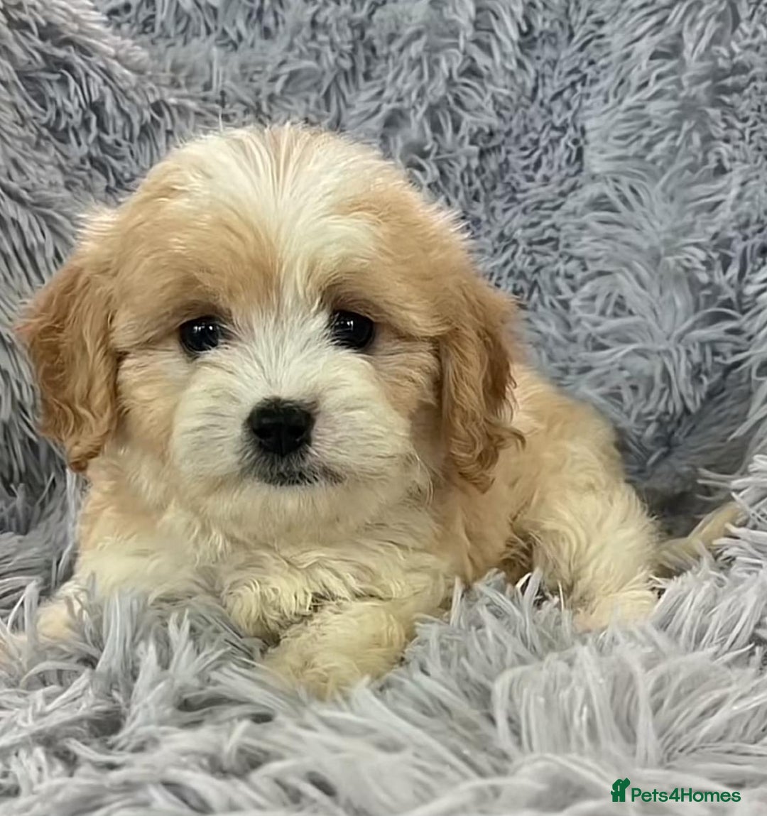 Cavapoo dogs for sale: Cavapoo puppie for sale  - Image 1