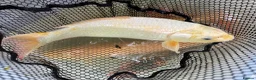 Koi Carp fish for sale: Mixed Koi Carp Golden Orfe Fish Collection - Advert 7