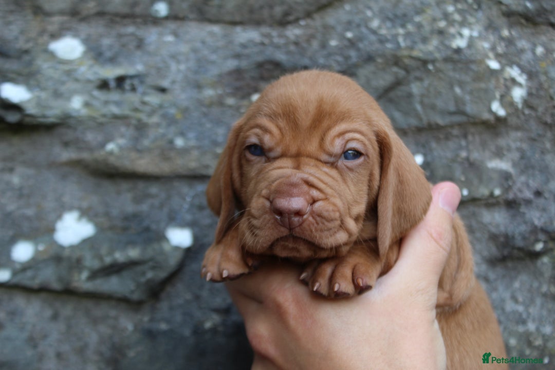 Hungarian Vizsla dogs for sale: Stunning litter KC registered Hungarian Puppy's  - Image 6
