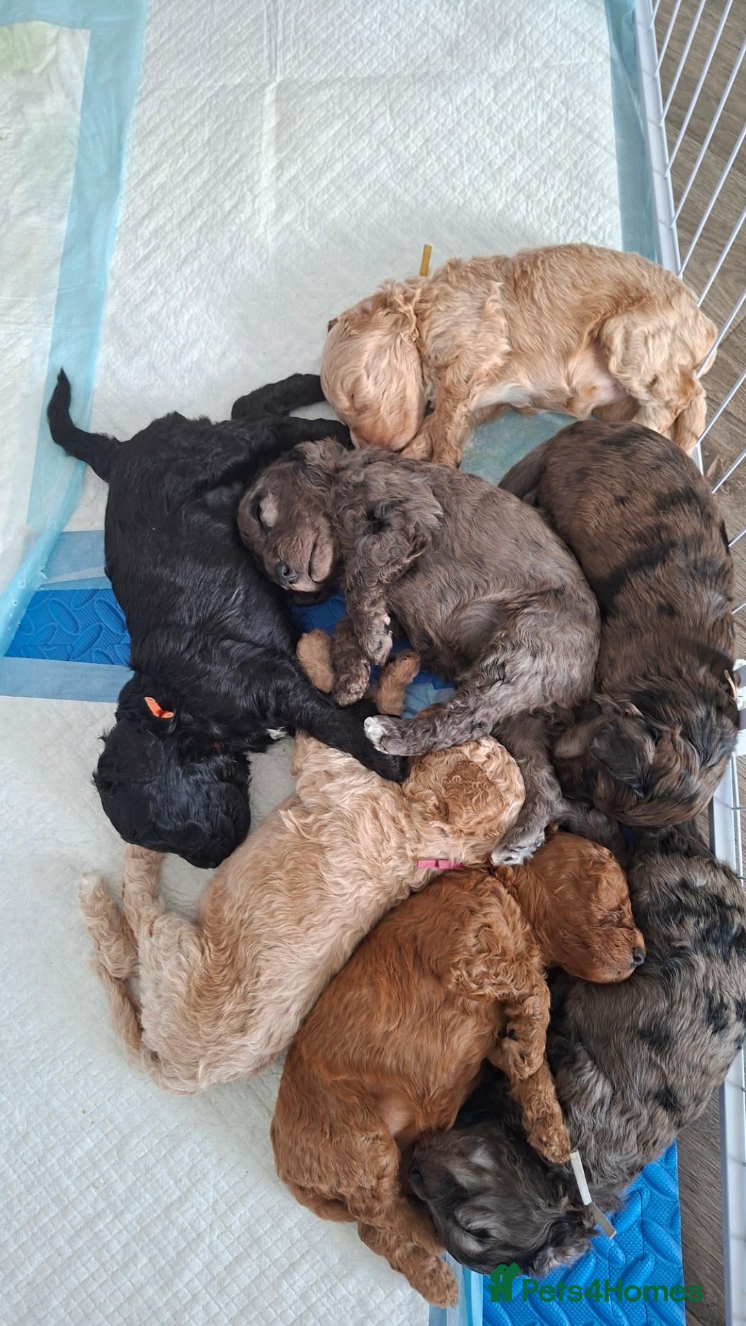 Cockapoo dogs Stunning Rainbow Litter of Cockapoo Puppies - Advert 1