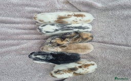 Rex rabbits for sale: Mini rex babies available  - Image 2