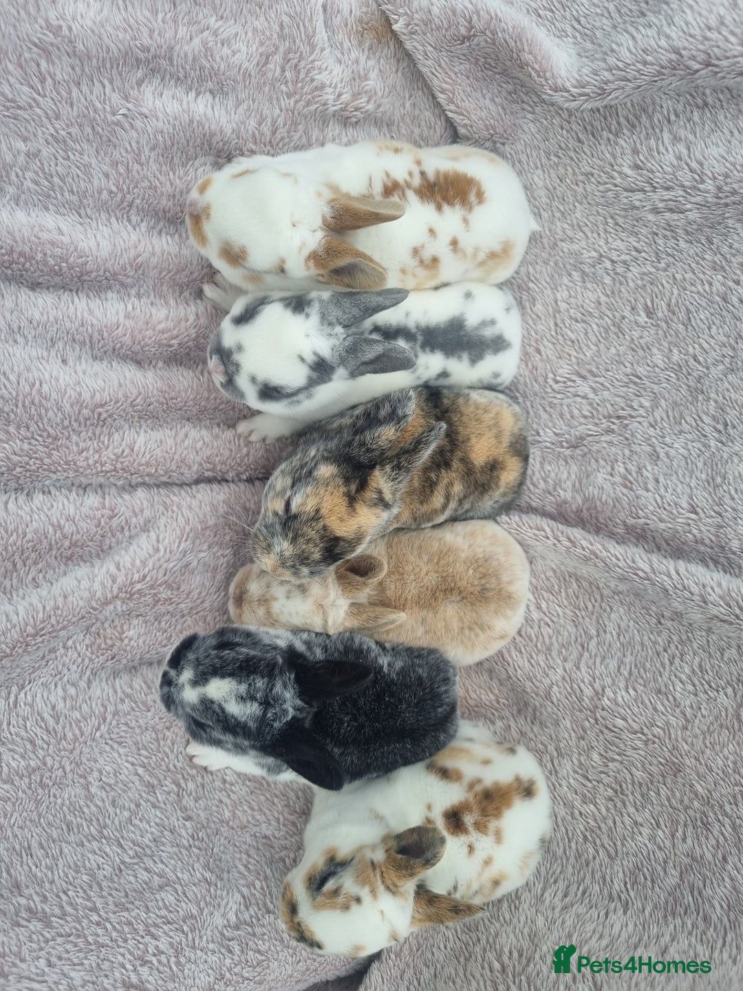 Rex rabbits for sale: Mini rex babies available  - Image 2