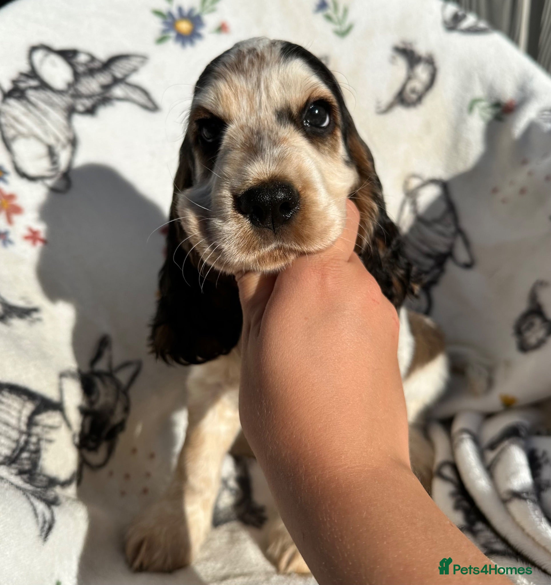 Cocker Spaniel dogs *1 GIRL* KC Health Tested Show Cocker Spaniels - Advert 1