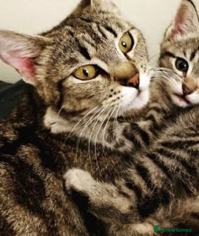 Domestic Shorthair cats for sale: Ultimate Cozy Companion -10 weeks Shorthair tabby  in Hounslow - Advert 2