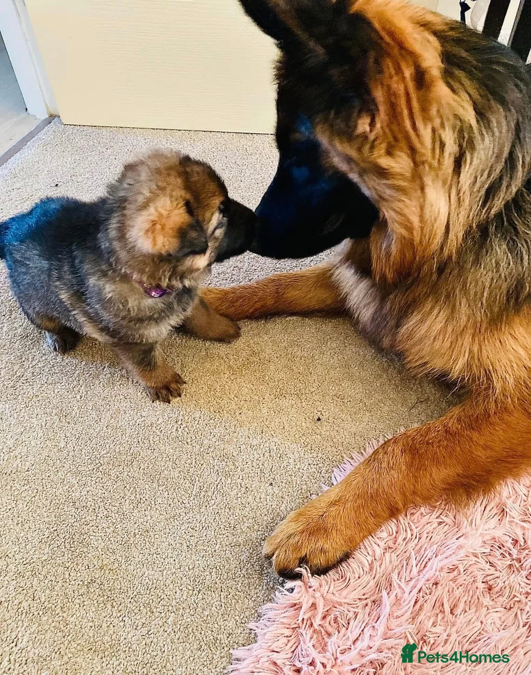 German Shepherd dogs for sale: Beautiful German Shepherd Puppies – Boys and Girls in Ipswich - Advert 2
