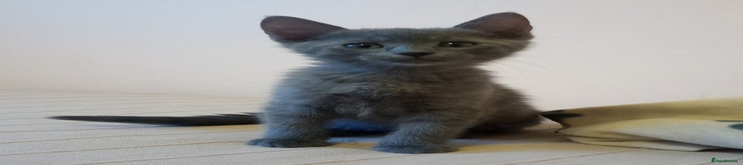 Russian Blue Kitten Boy