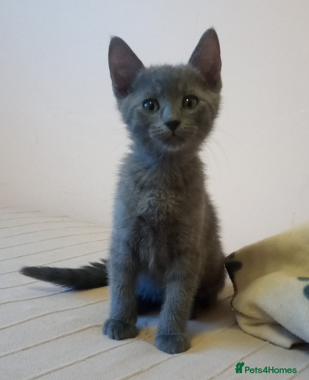 Russian Blue cats for sale: Pure Russian Blue kittens 2 boys one girl - Image 11