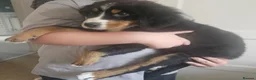 Bernese Mountain Dog dogs for sale: 2 BEAUTIFUL BERNESE BOYS LEFT  - Advert 3