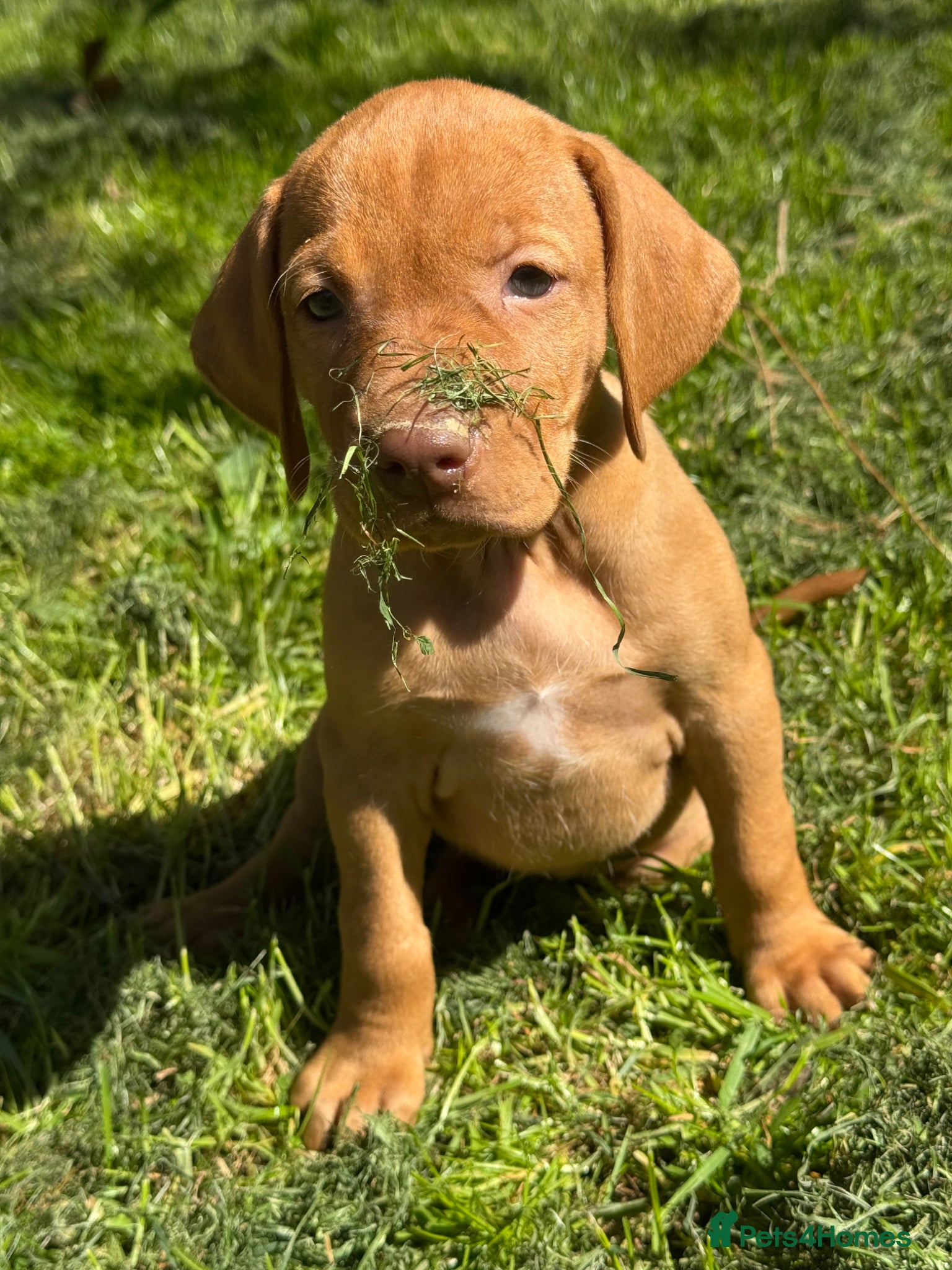 Hungarian Vizsla dogs BEAUTIFUL KC REGISTERED VIZSLA LITTER  - Advert 15