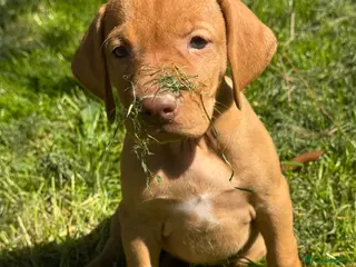 Hungarian Vizsla dogs BEAUTIFUL KC REGISTERED VIZSLA LITTER - Advert 15