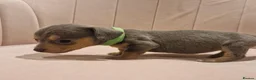Miniature Dachshund dogs for sale: Adorable tiny miniature daxies available  - Advert 5