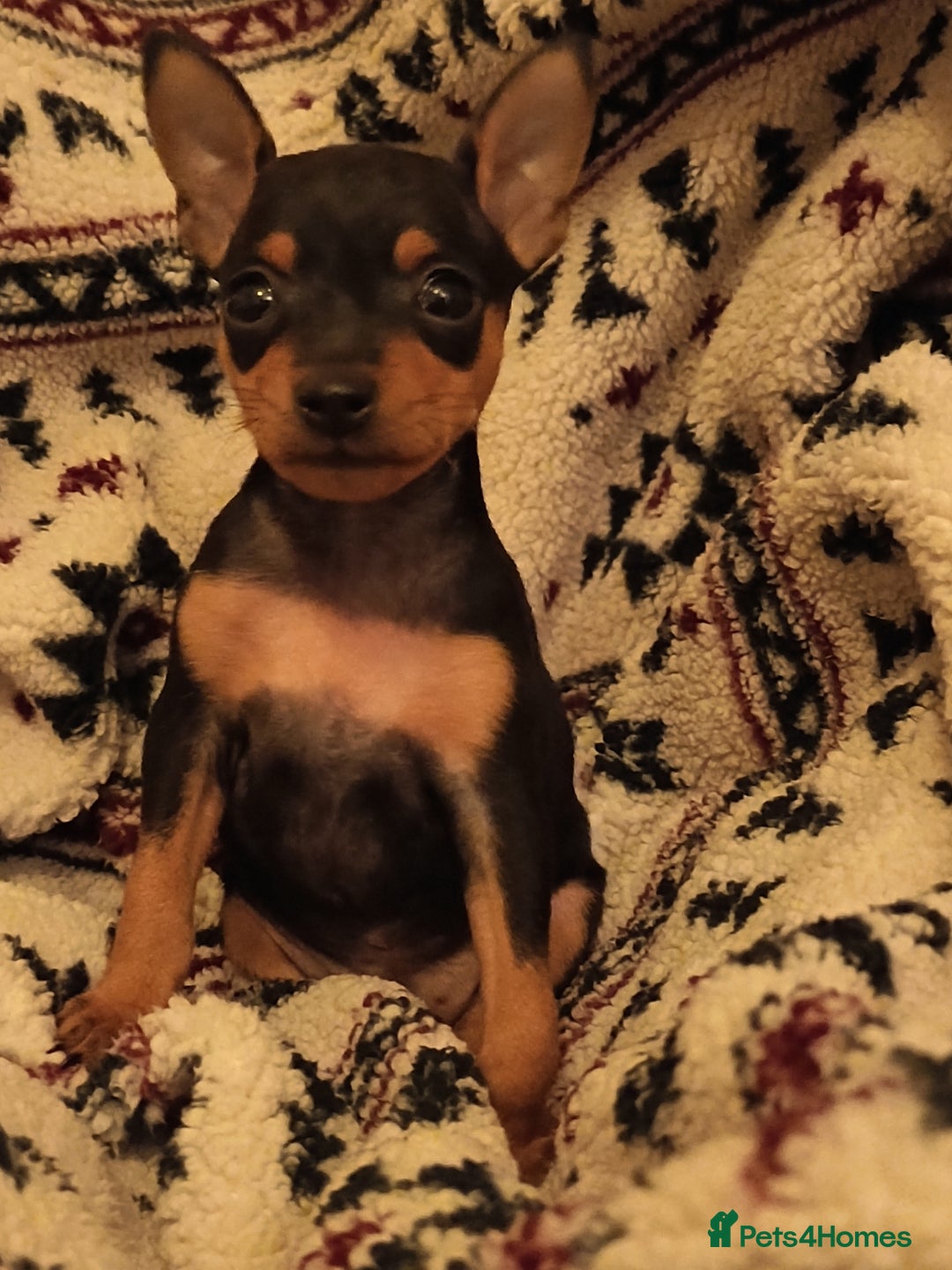 Miniature Pinscher dogs for sale: Beautiful pure bred miniature pinscher puppies  - Advert 6
