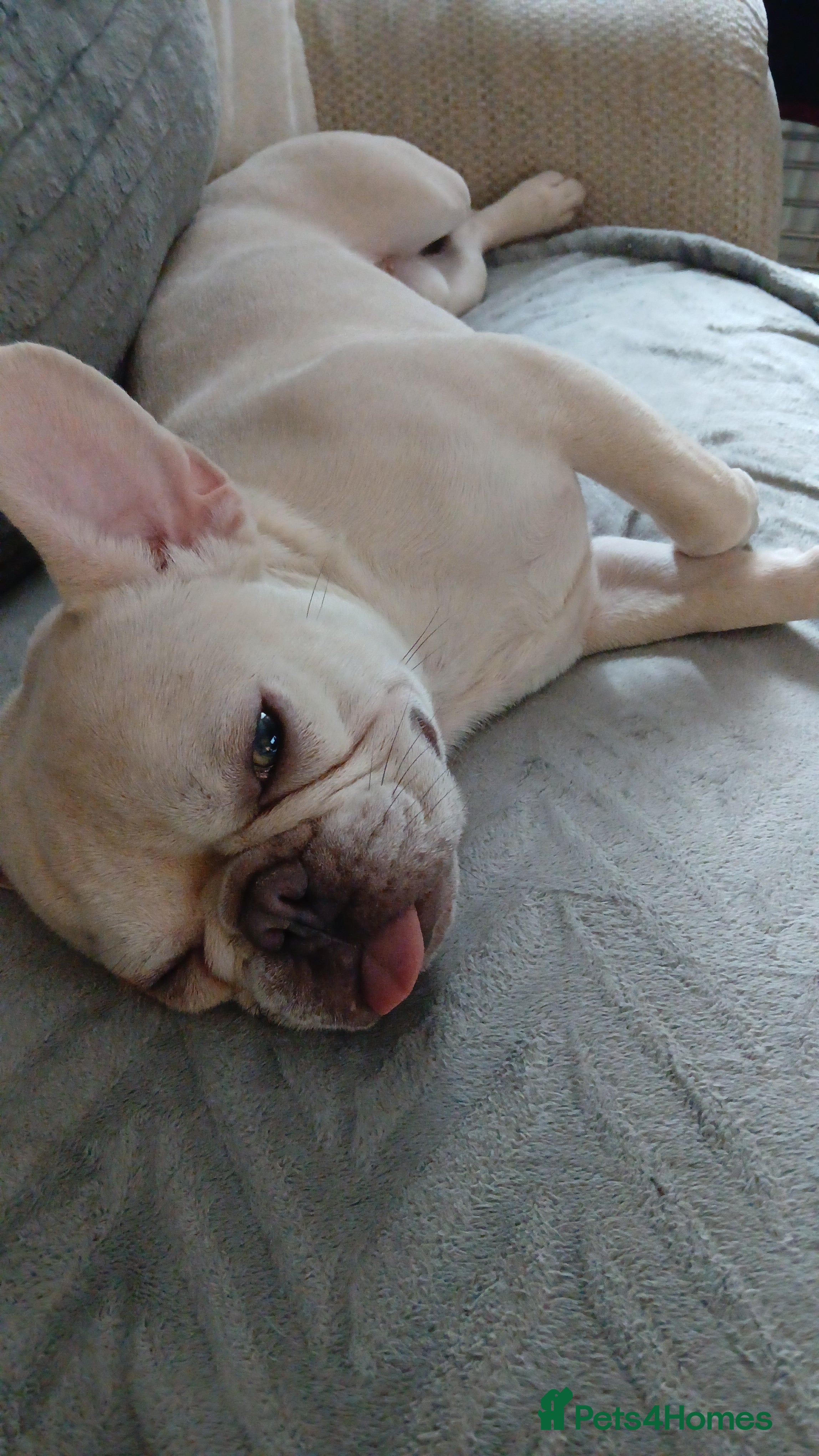 French Bulldog dogs Male French bulldog  - Advert 1