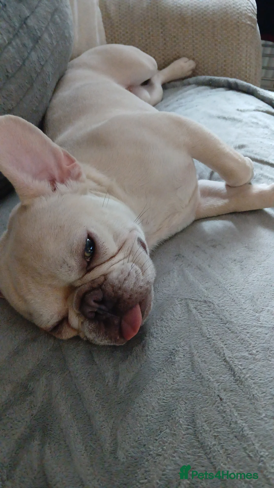 French Bulldog dogs for sale: Male French bulldog  - Advert 1
