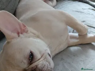 French Bulldog dogs Male French bulldog - Advert 8