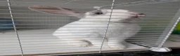 Mixed Breed rabbits for sale: Aries - free to a loving home  in Hertford - Advert 2