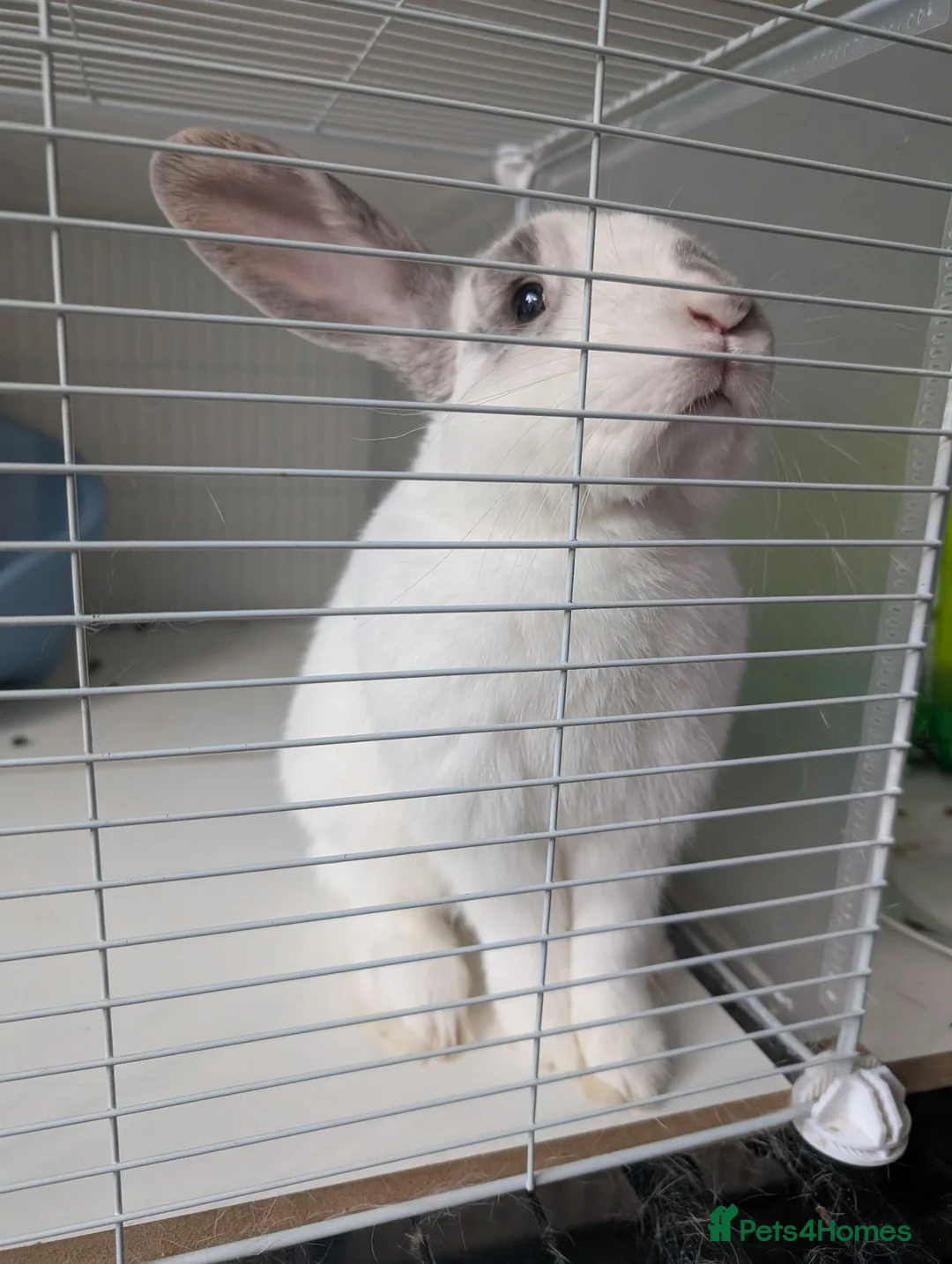 Mixed Breed rabbits for sale: Aries - free to a loving home  in Hertford - Advert 2