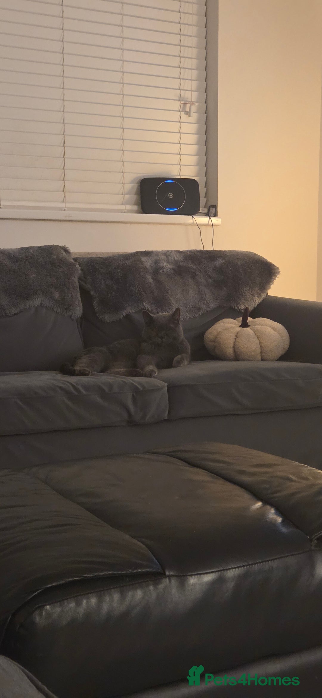 British Shorthair cats for sale: British shorthair for adoption  - Advert 5