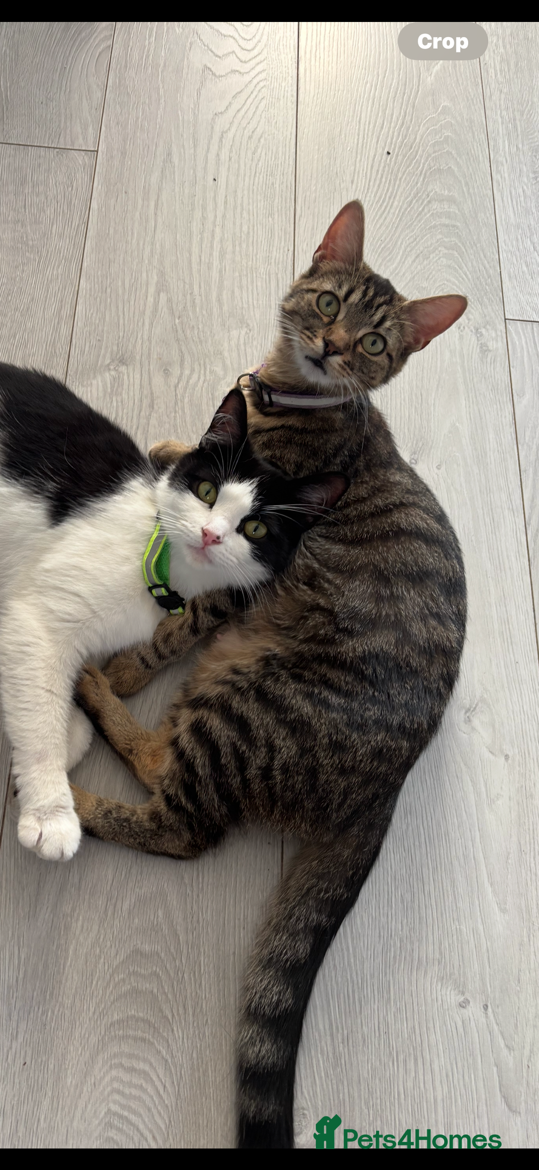 British Longhair cats for sale: Christmas Eve, long haired black and white fluffy - Advert 3