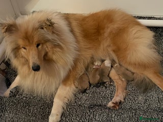 Rough Collie dogs KC Registered Sable and White male puppy - Advert 4
