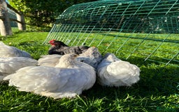 Chickens poultry for sale: Trio of bantams  - Image 9