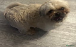 Shih Tzu dogs for sale: shih tzu - Image 4