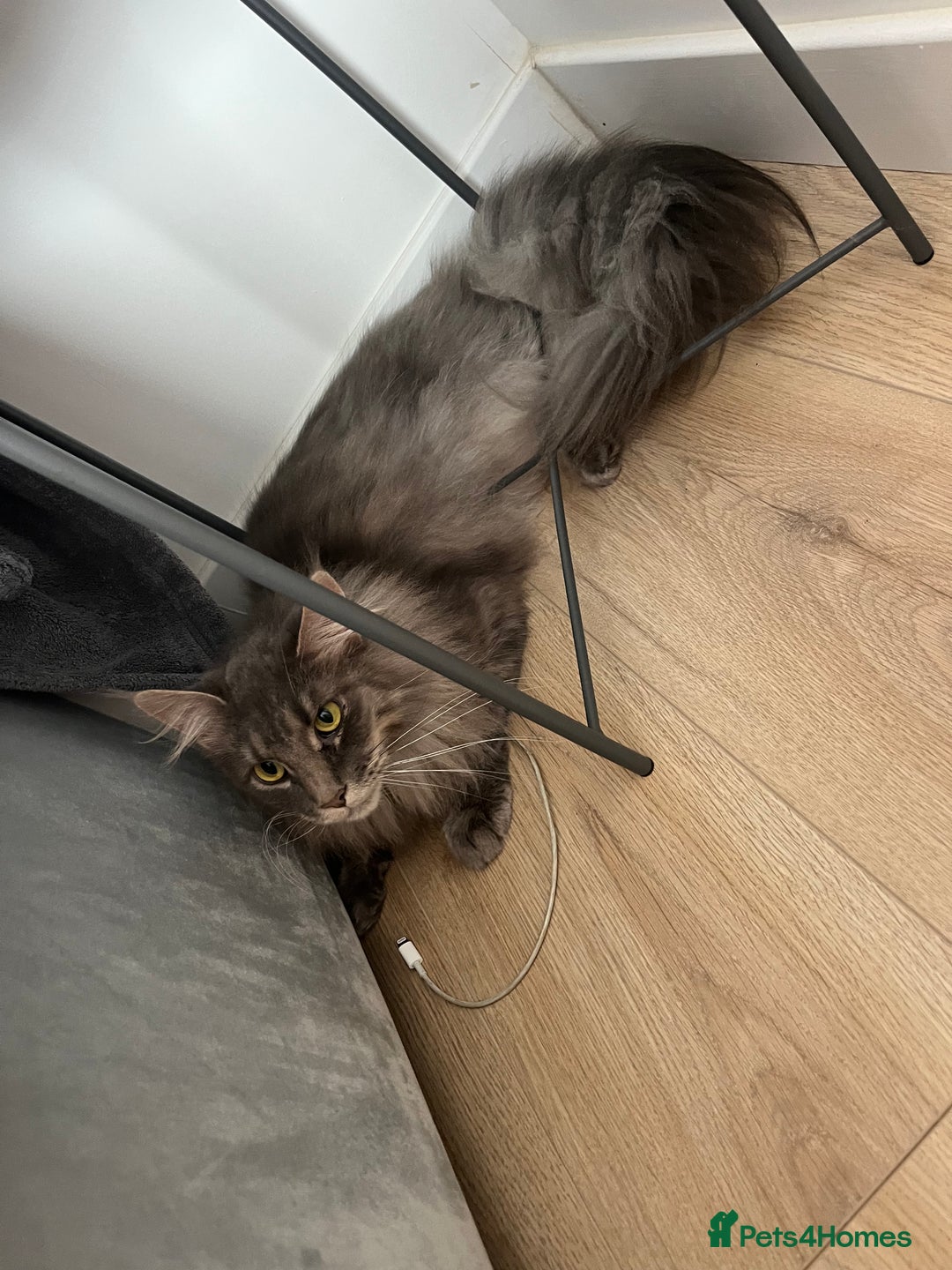 Maine Coon cats for sale: Maine coon  - Image 10