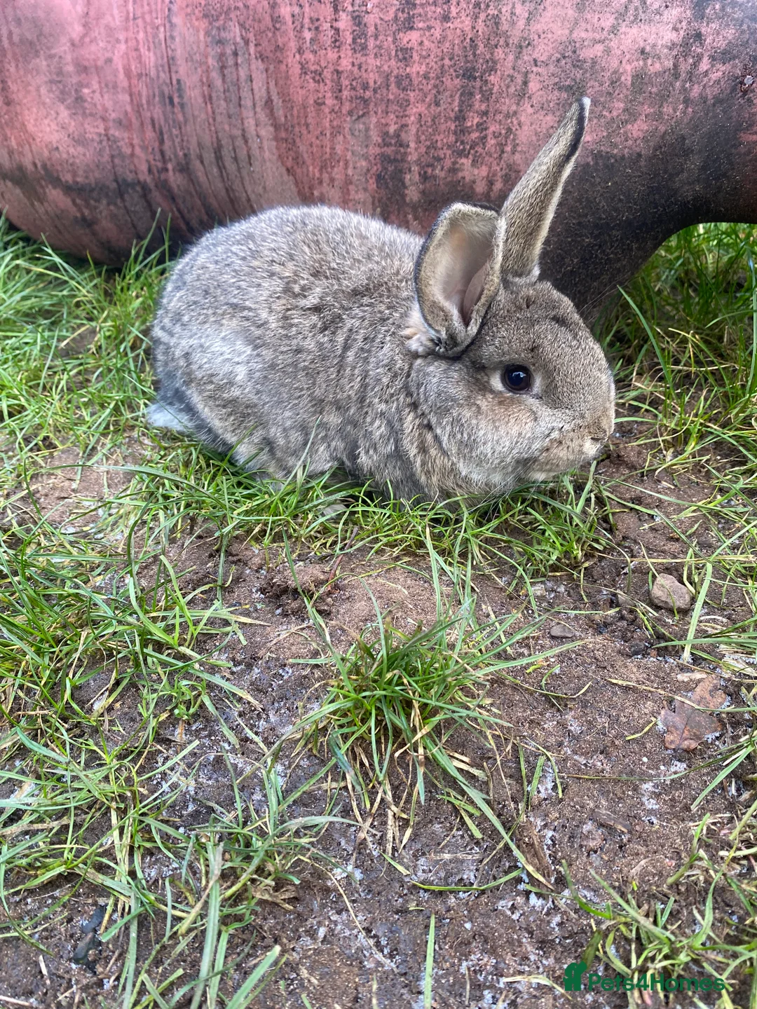 Mixed Breed rabbits for sale: Chin chilla rabbit cross French lop baby  - Advert 2