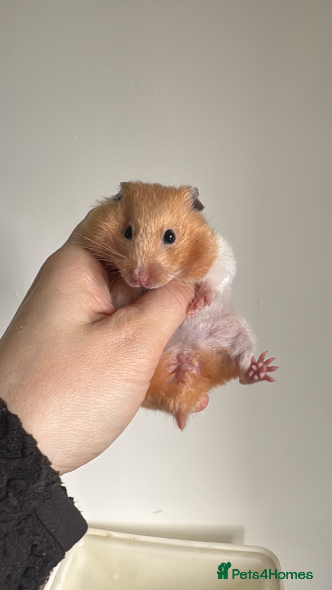 Hamster rodents for sale: 3 female hamsters available  - Advert 4