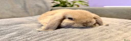 Mini Lop rabbits for sale: Pure Mini Lop Rabbits - Advert 4