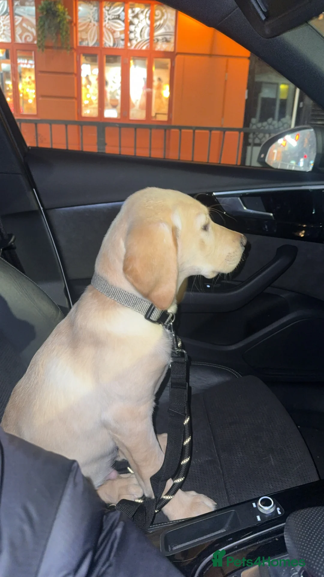 Goldador dogs for sale: GOLDADOR PUPPY COOPER 16 WEEKS - Advert 5