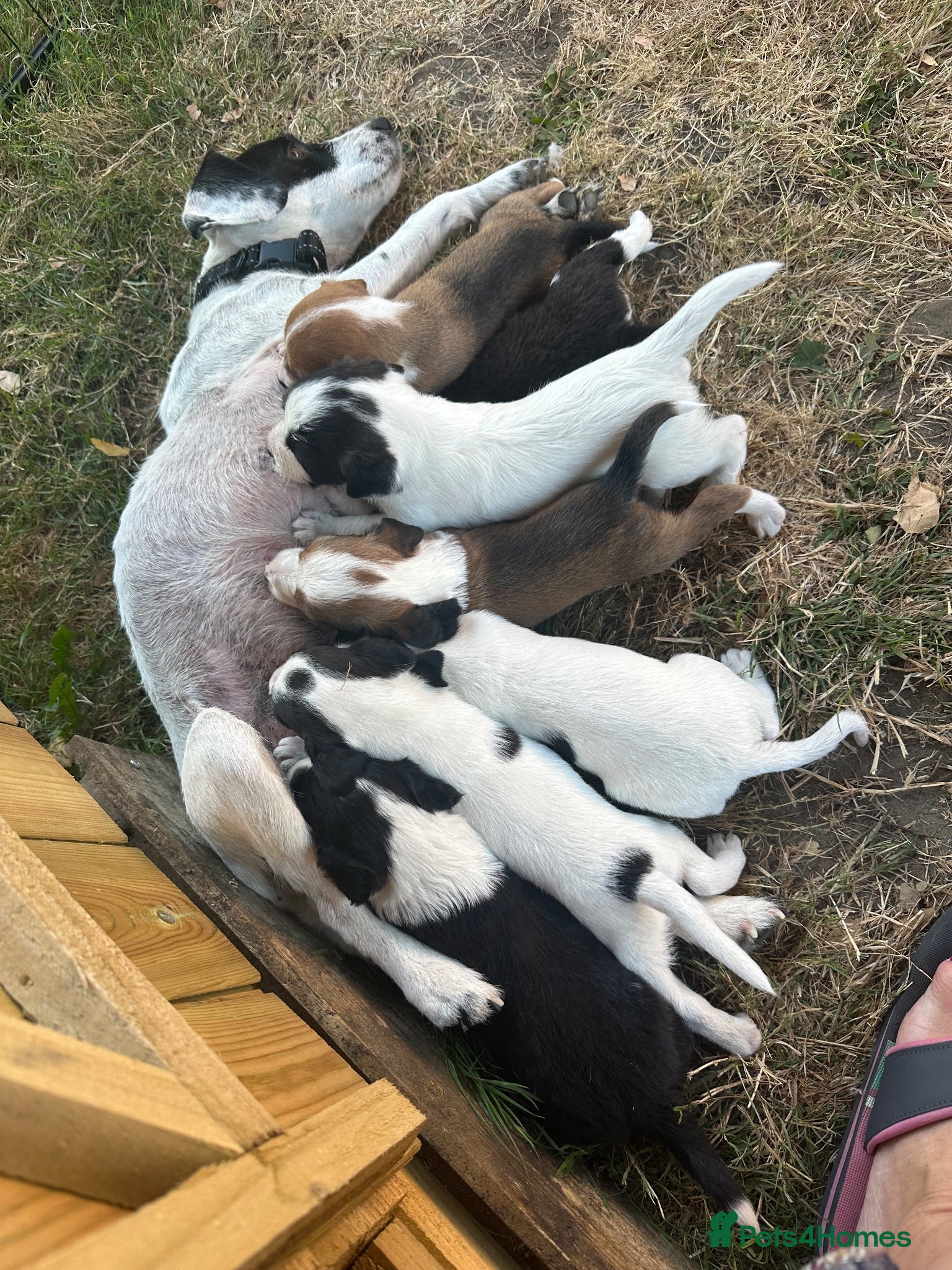 Mixed Breed dogs Cutest jack russell / spaniel / collie mix - Advert 2