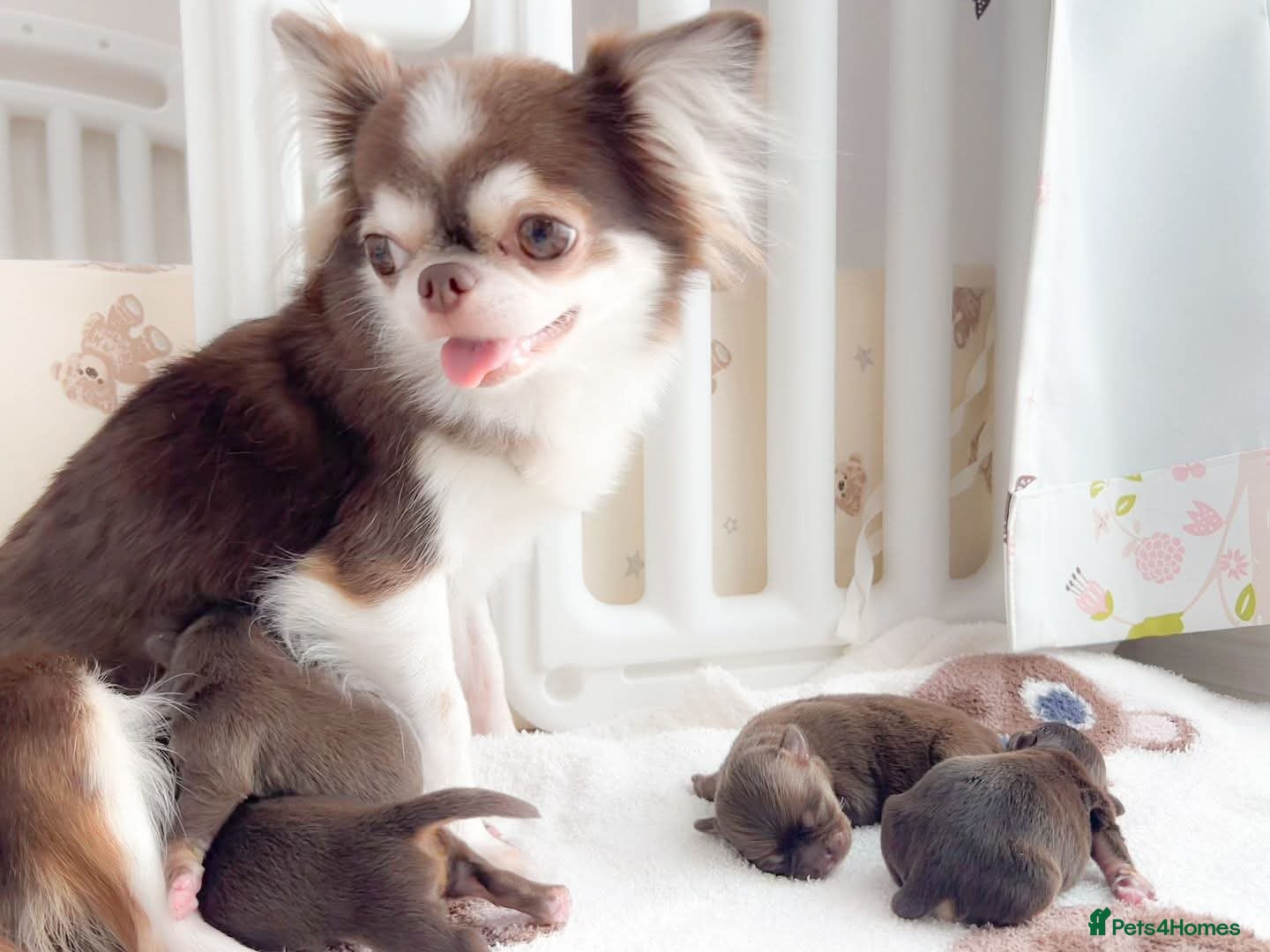 Chihuahua dogs Chihuahua Puppies Available  - Advert 11