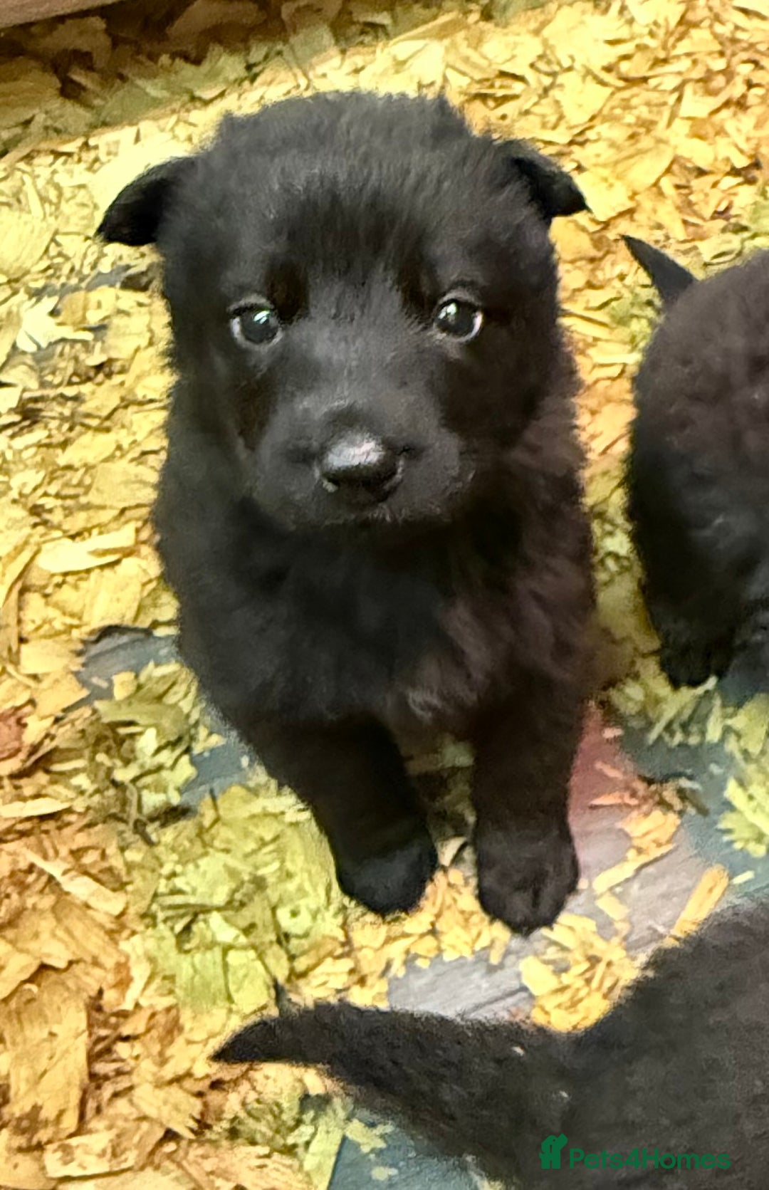 German Shepherd dogs for sale: KC Reg Working Line GSD pups. - Image 14
