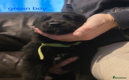 Shepsky dogs for sale: 7 beautiful shepsky puppies - Advert 14