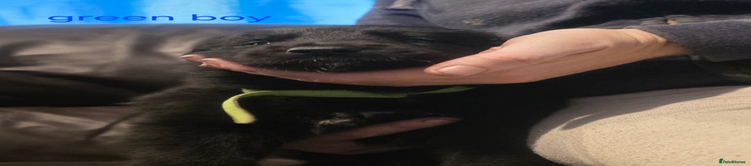 Shepsky Puppy green boy