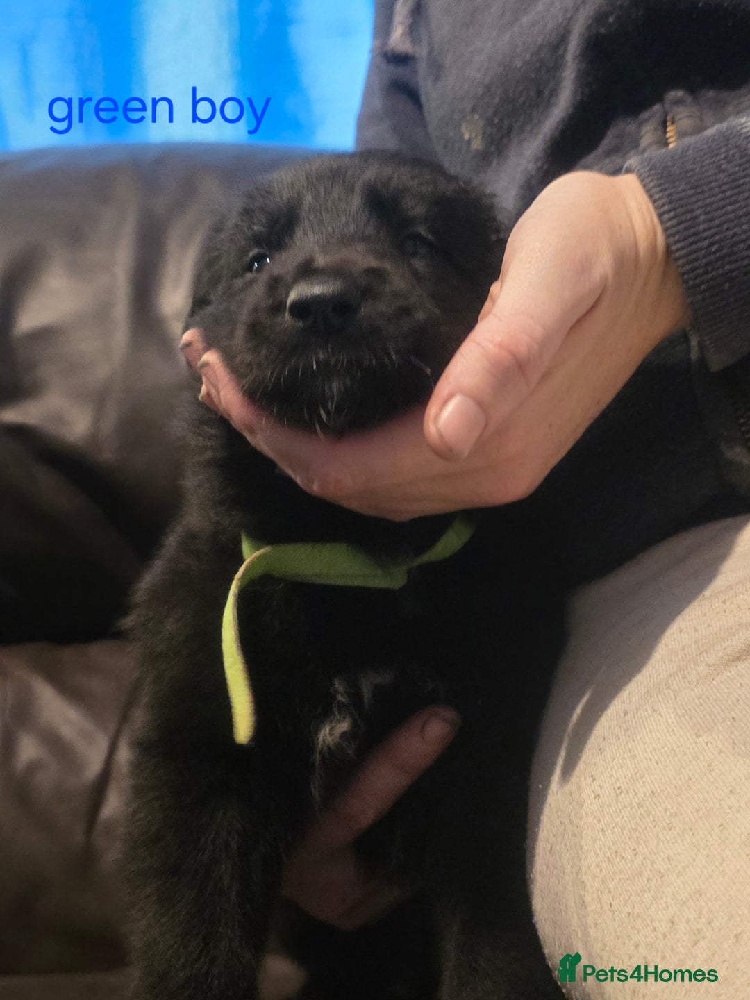 Shepsky dogs for sale: 7 beautiful shepsky puppies - Advert 14