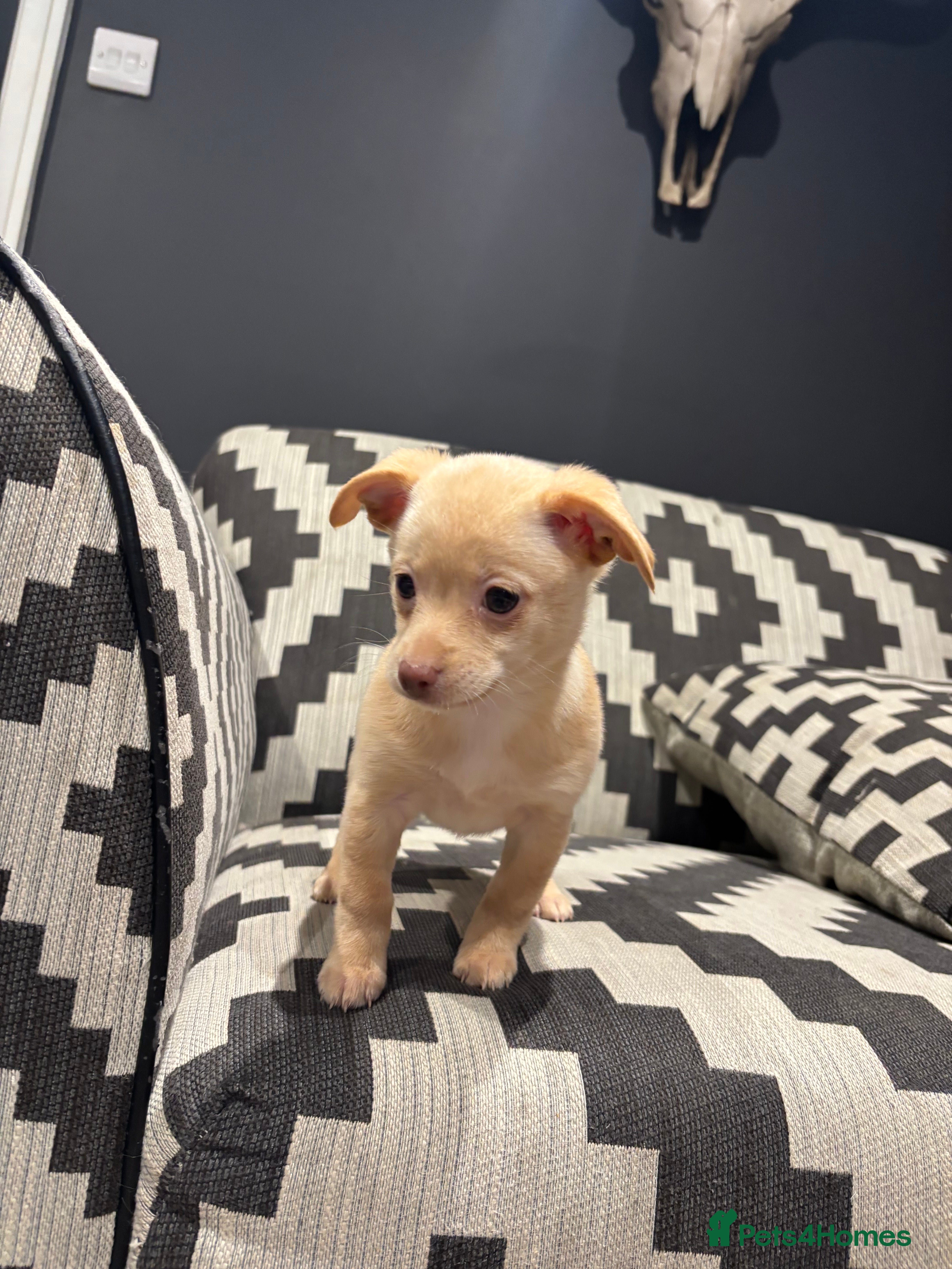 Mixed Breed dogs 🌟 Beautiful Cream Pomweenie Puppy Available 🌟 - Advert 1