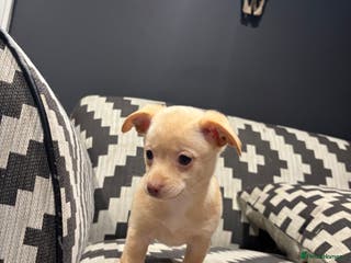 Mixed Breed dogs 🌟 Beautiful Cream Pomweenie Puppy Available 🌟 - Advert 1