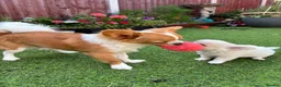 Chihuahua dogs for stud: Lenny - Advert 3