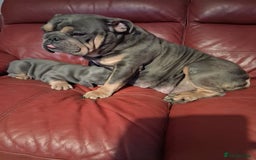 English Bulldog dogs for sale: English bull dog - Image 2