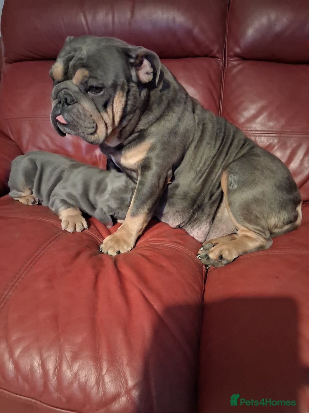 English Bulldog dogs for sale: English bull dog - Image 2