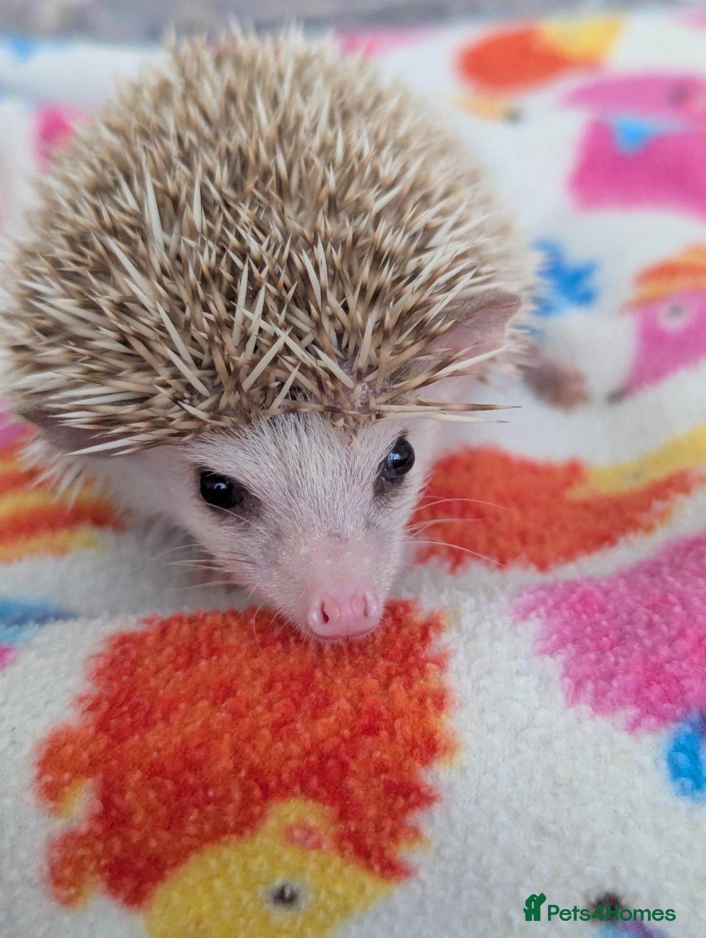 Pygmy Hedgehog rodents Stunning Hoglets 8 weeks old/Ready Now - Advert 1