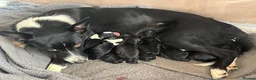 Borador dogs for sale: Borador Puppies for sale  - Advert 4