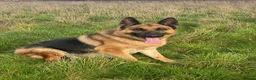 German Shepherd dogs for sale: 🐾Ready to leave Kc reg German shepherd puppies🐾 - Advert 22