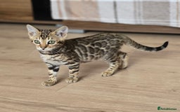 Bengal cats for sale: Tica Registered Brown bengal girl  - Image 3